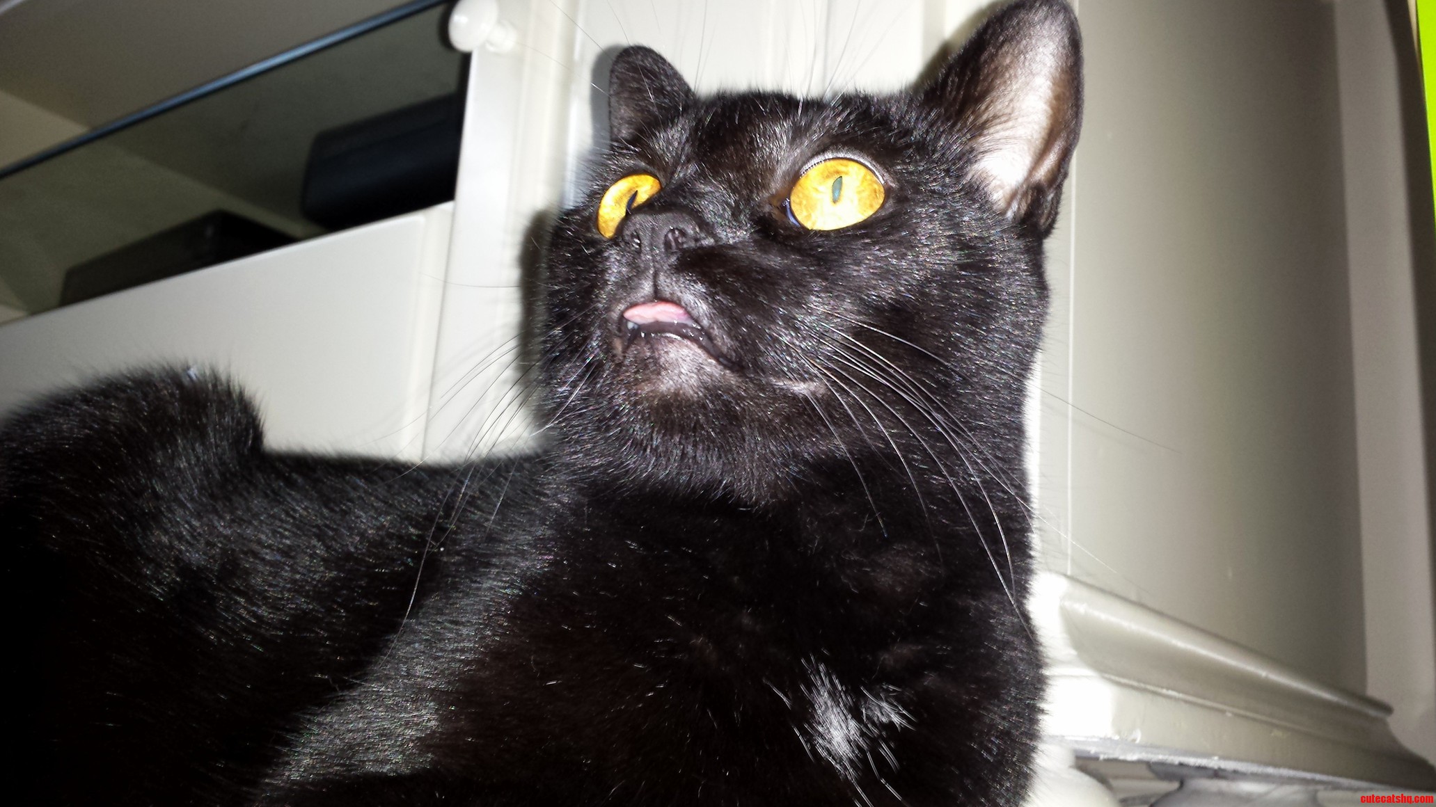 We Cant Stop Here This Is Blep Country.
