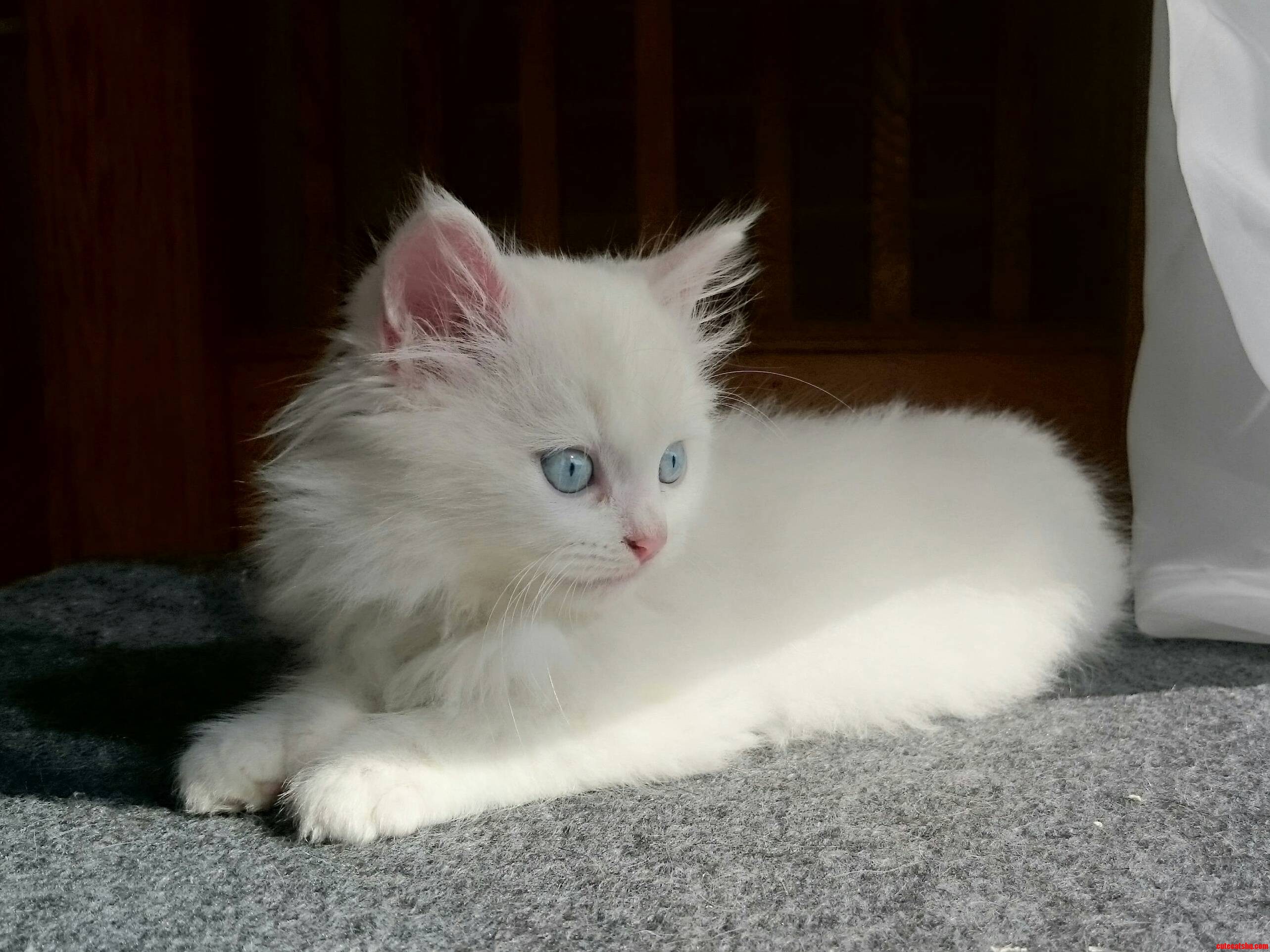 We Still Havent Settled on a Name... but Dem Eyes