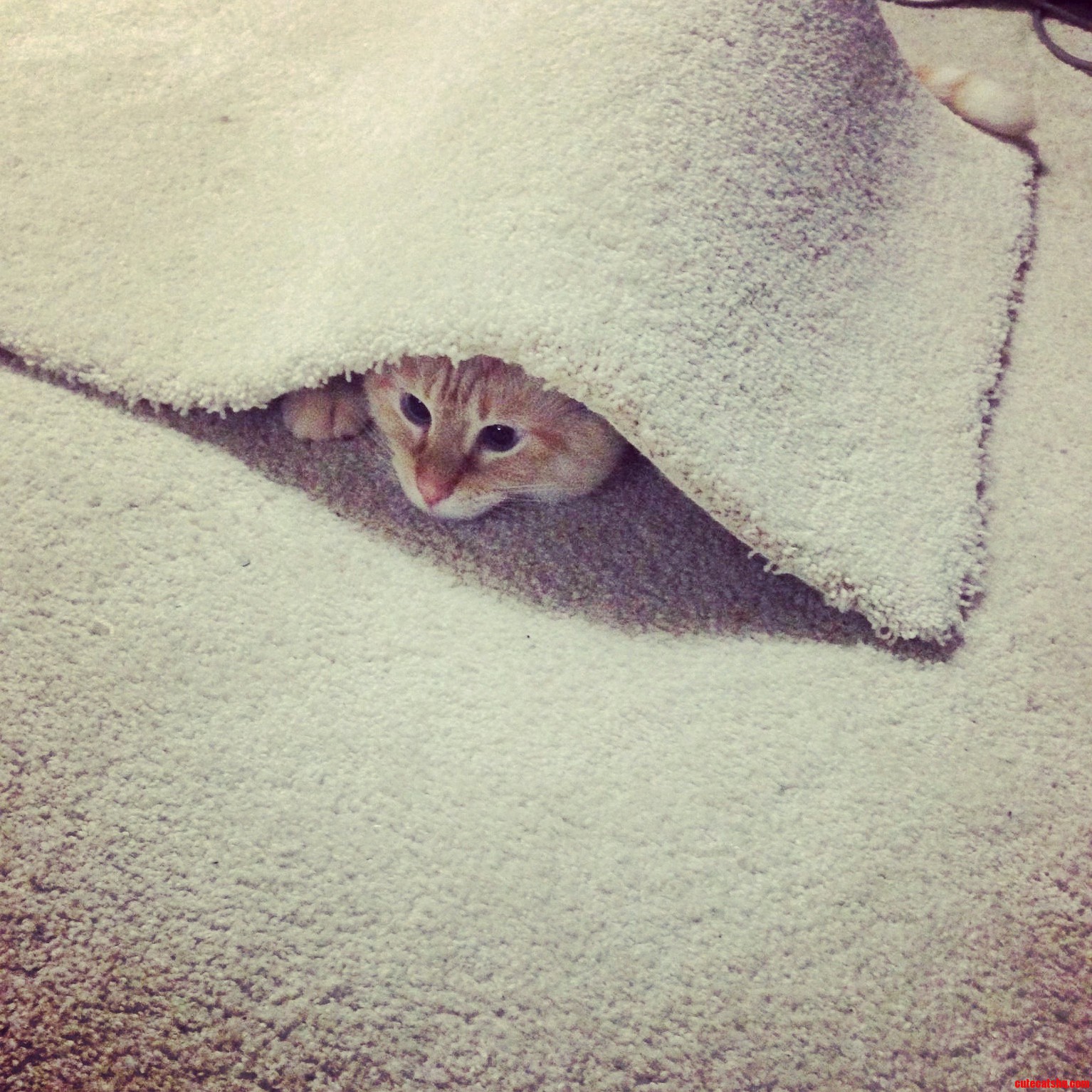We Think He Was Playing Hide Go Seek Alone...we Think.
