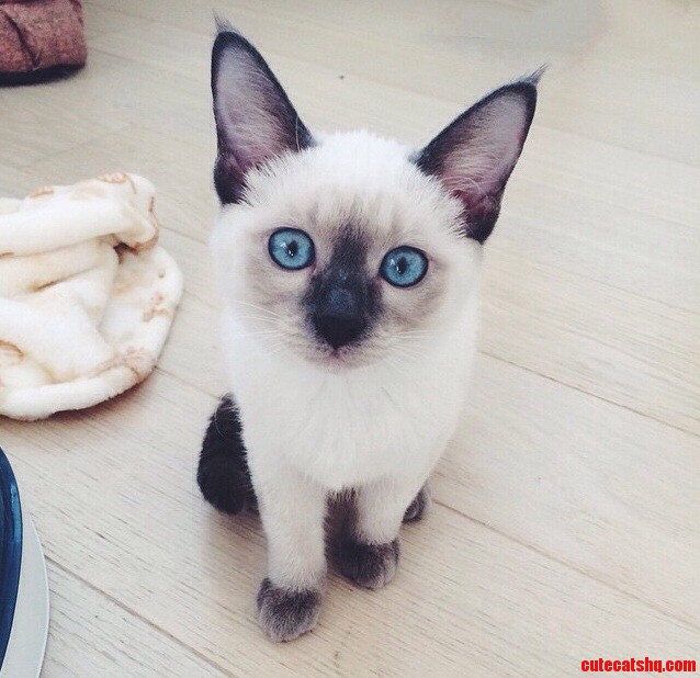 What Are You Looking at Human