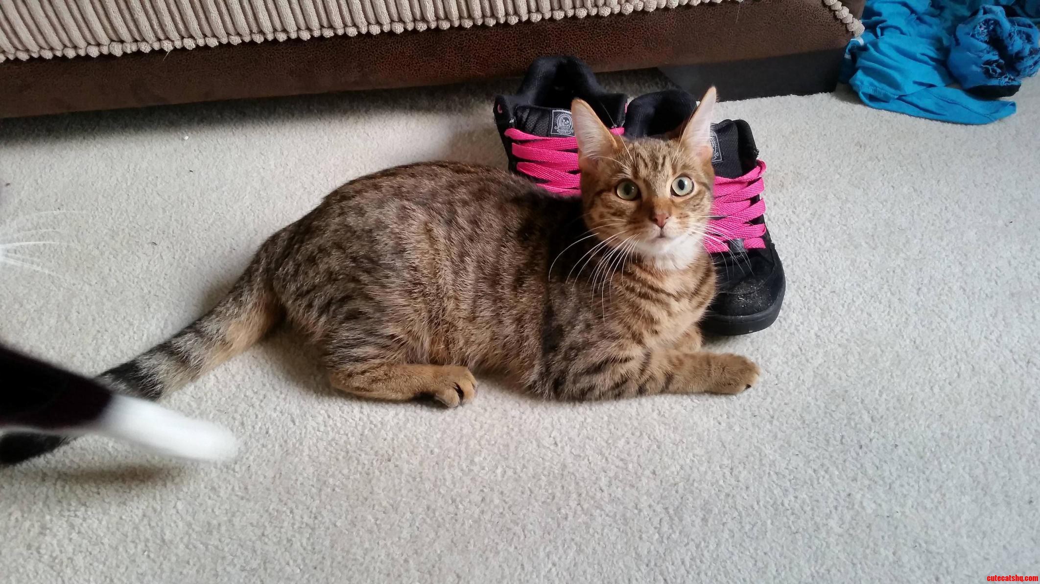 What Breed Is My Cat