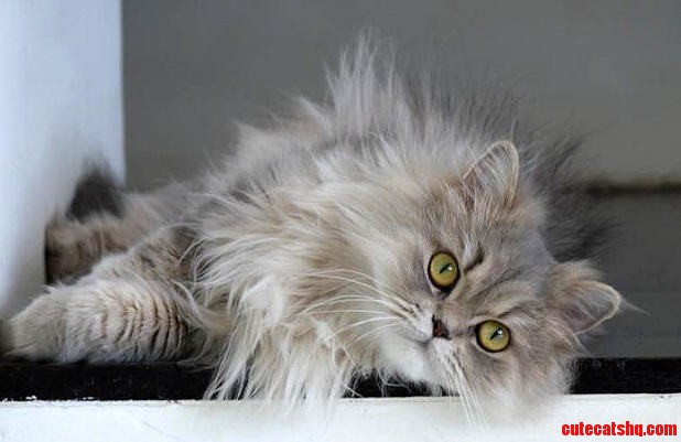 What Breed Is This Pretty Cat
