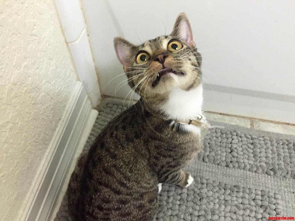 What Did You Meow