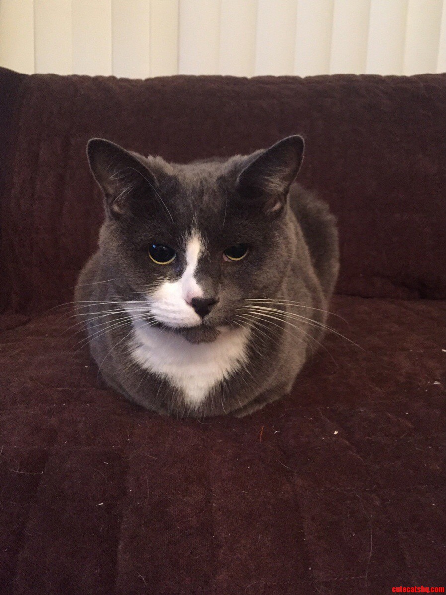 Where Are Your Paws