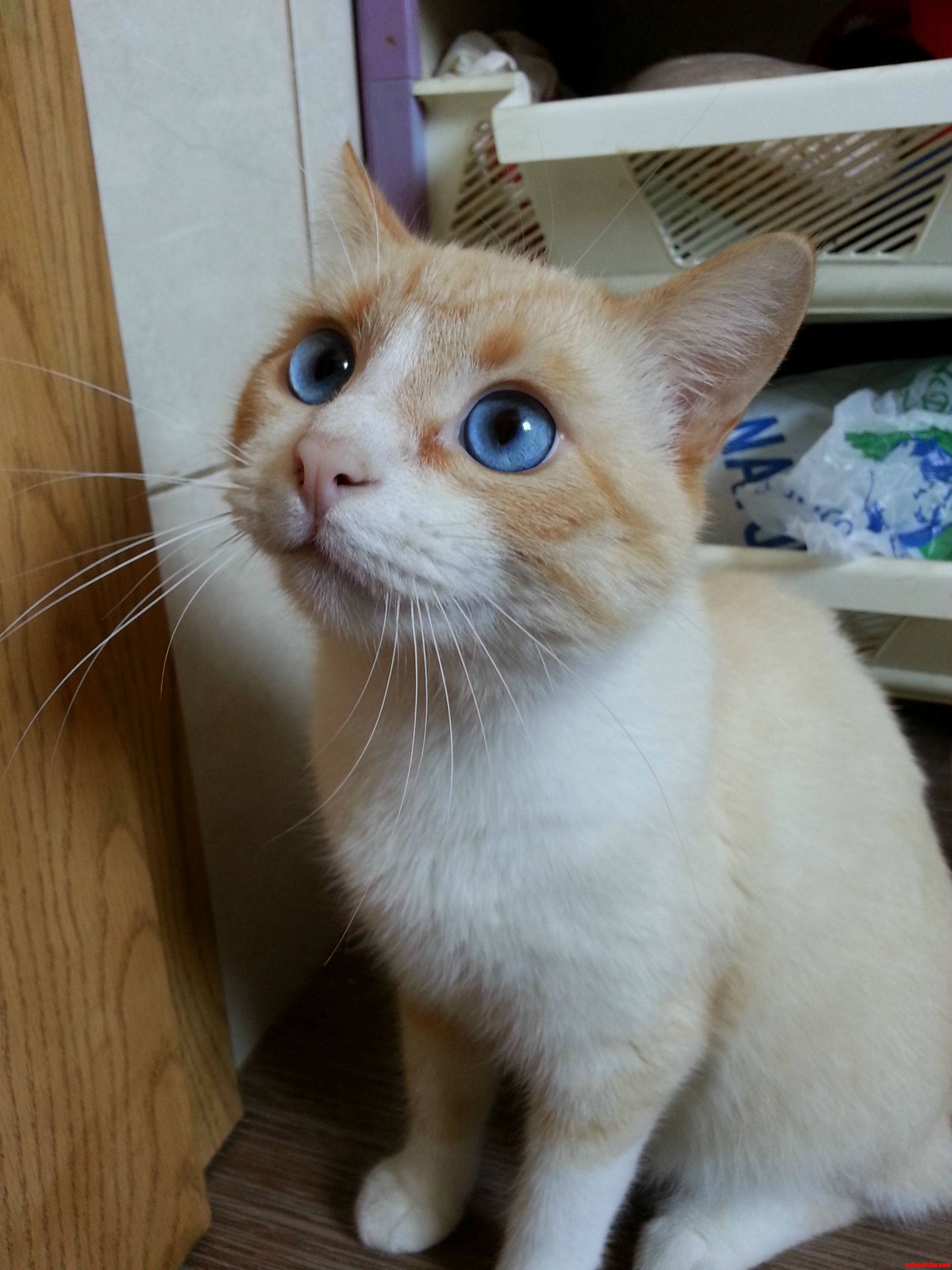 While Travelling Across Europe a Romanian Host of Mine Had a Cat Too Beautiful Not to Share. This Is Teemo.