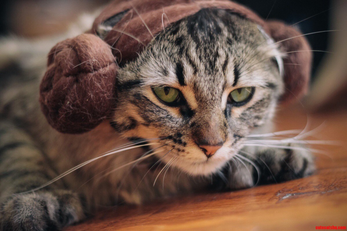 Why You Stuck Up Half-witted Scruffy Looking...nerf Herder