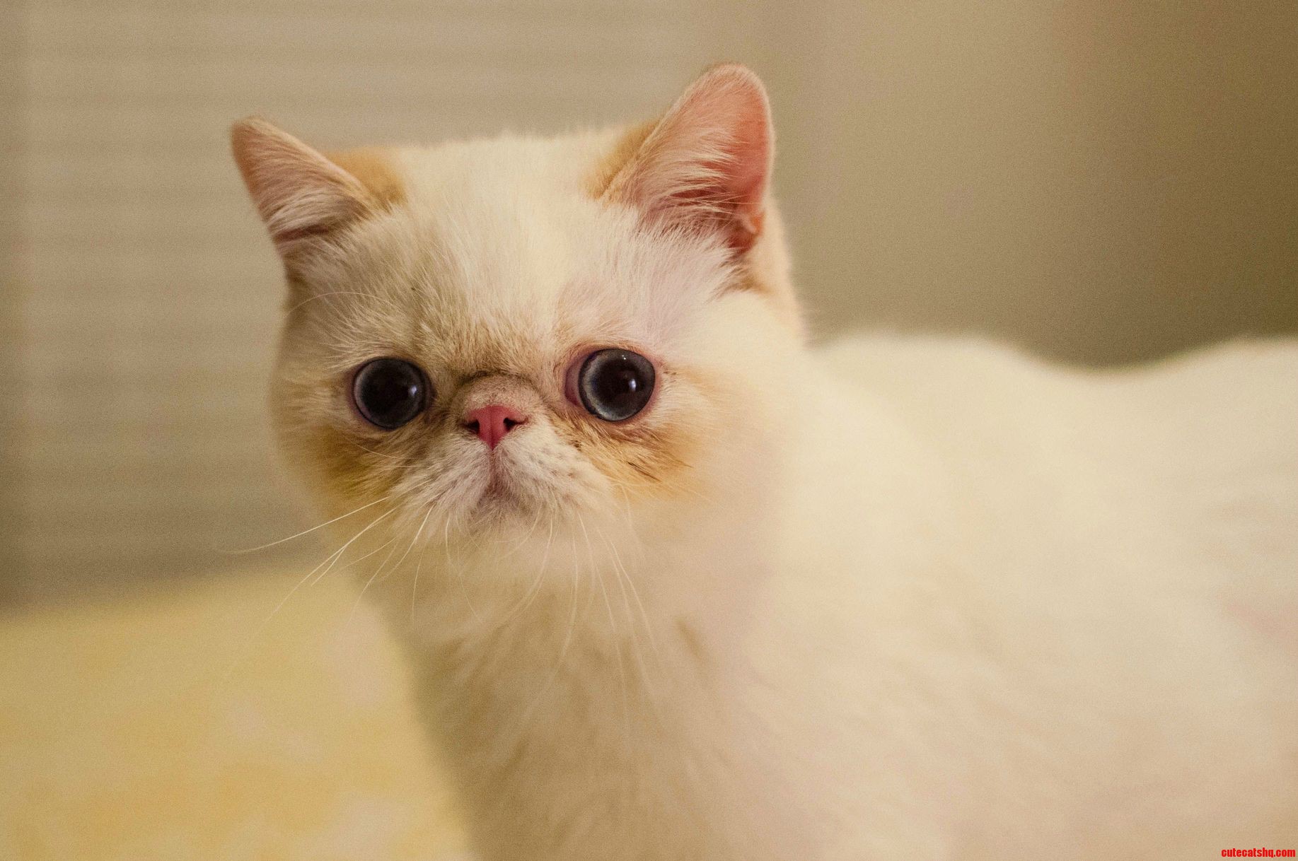 Wife Wanted a Cat. Now I Have a New Curious Late-night Companion.