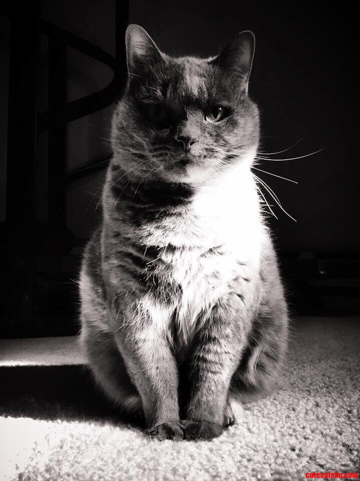 Willow.