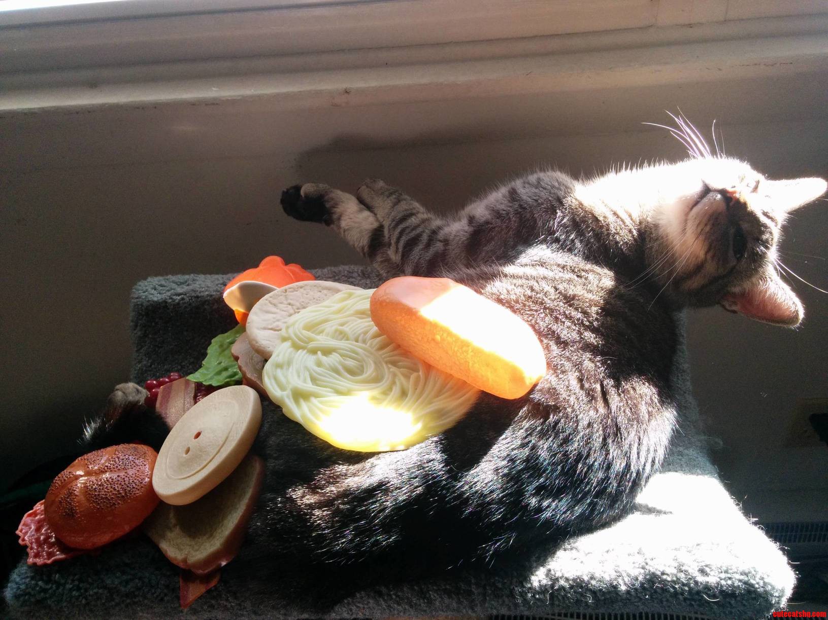 Worlds Most Tolerant Cat