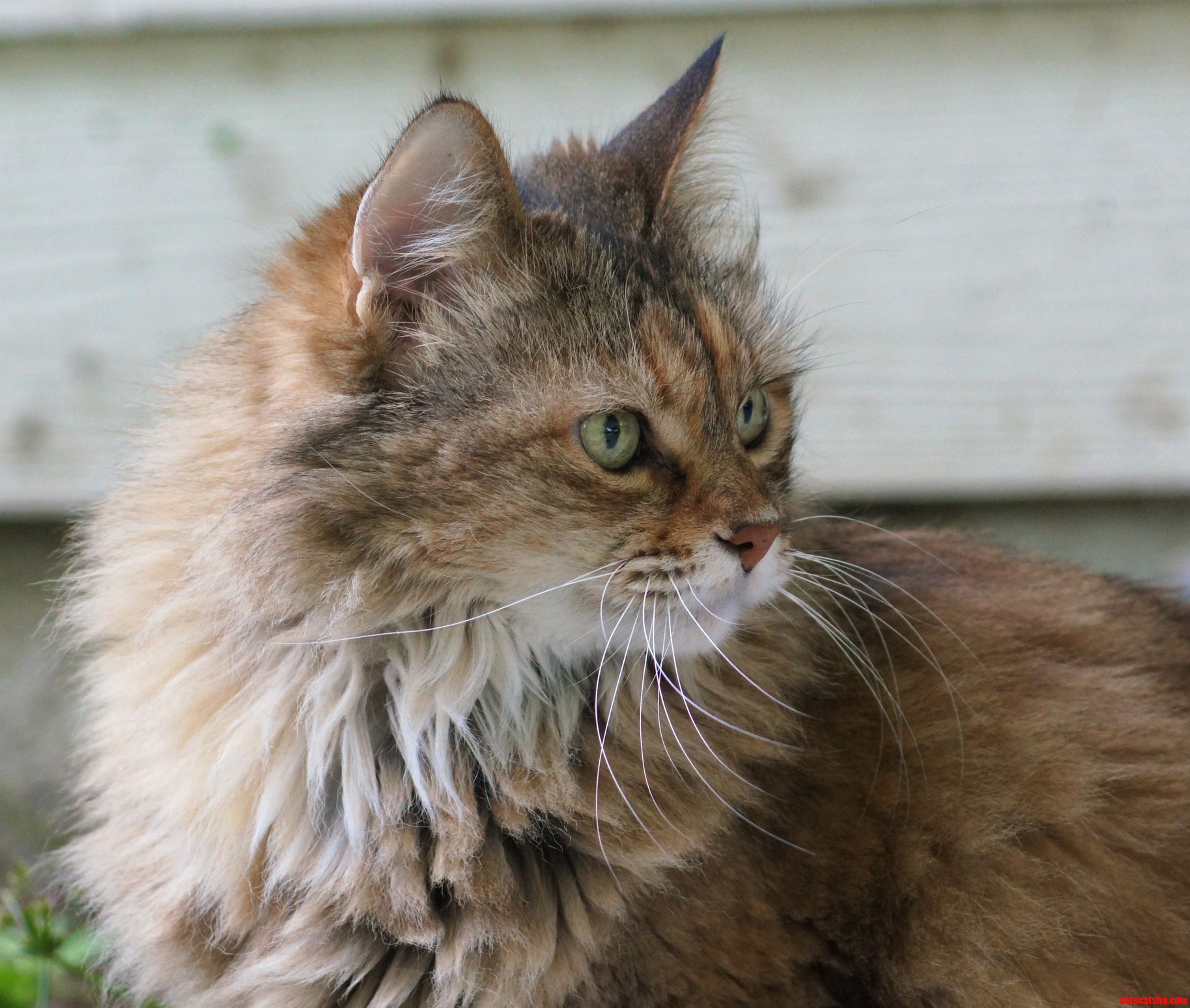 Zeta My 17 Year Old Princess Fluffernutter