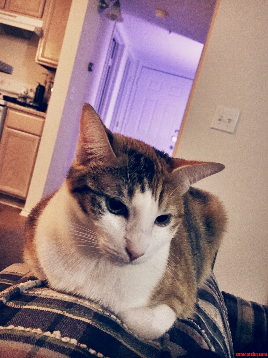 1 Year Ago I Got This Chill Cat Ella. to Many More Times. Lighting by Philips Hue.
