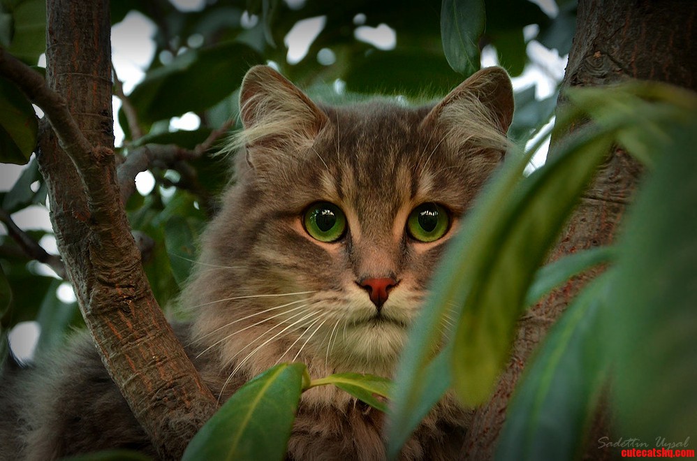 A Stray Cat Seen in Istanbul Turkey