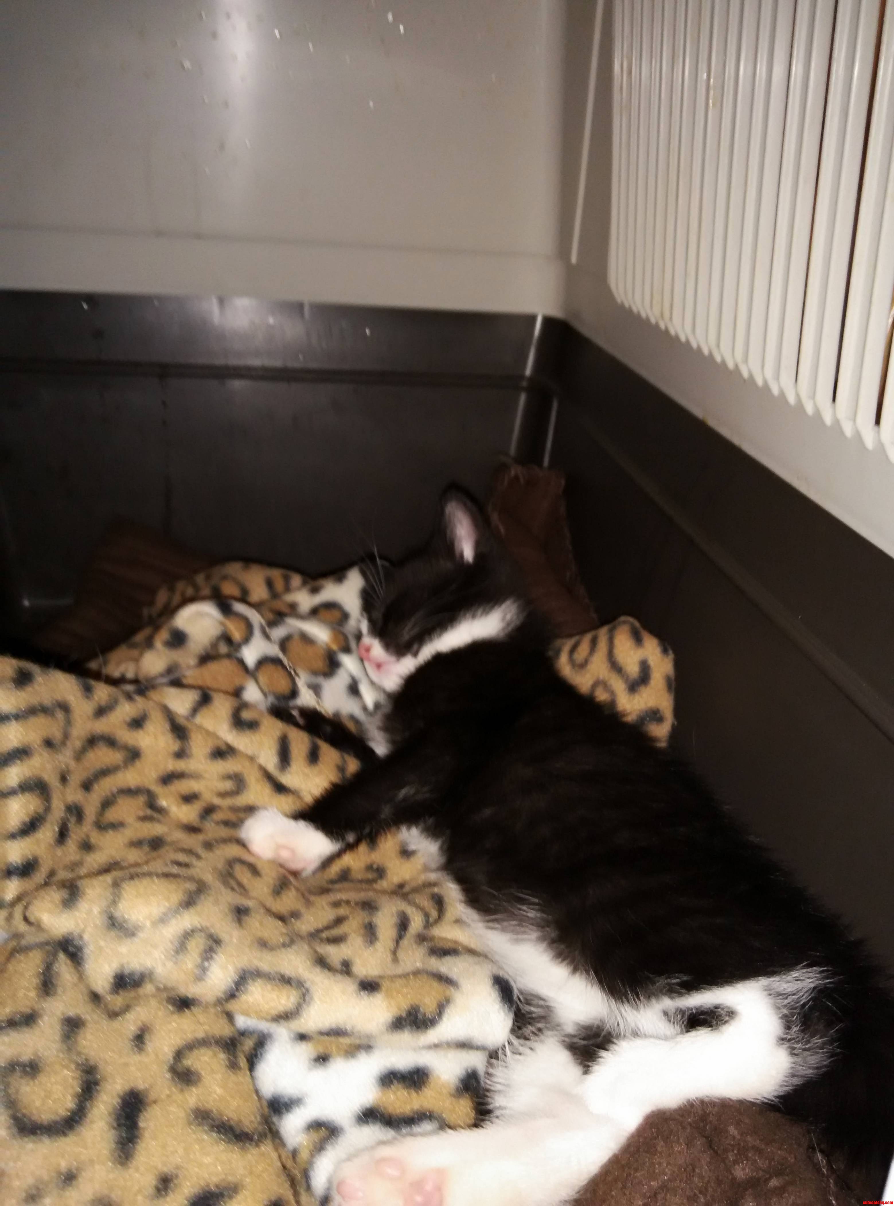 A Worn Out Foster Kitty