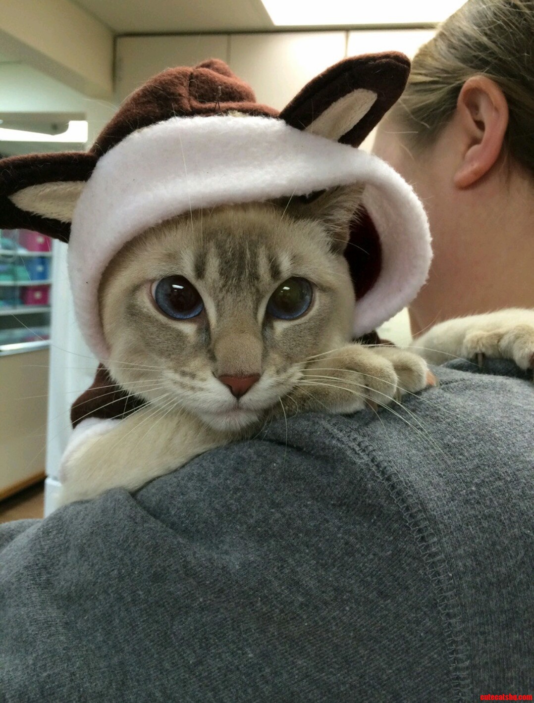 Afraid of the Vet