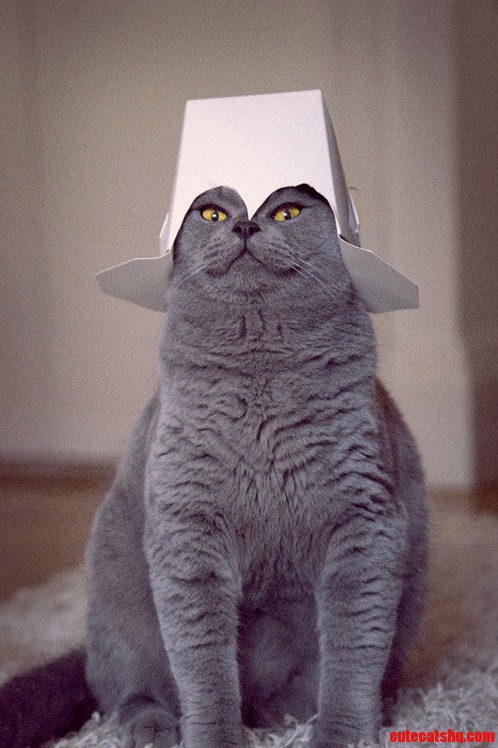 All Hail Cats