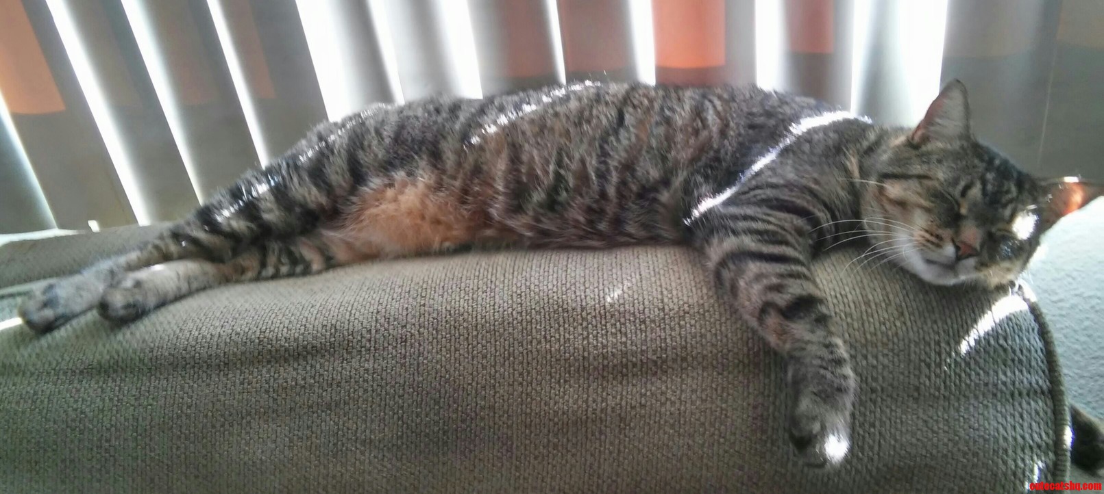 All Tuckered Out After a Long Day of Being a Cat.