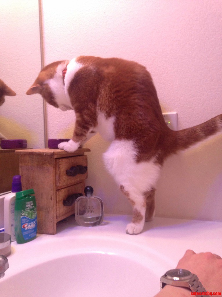 Already Closed the Lid on My Human What Else Can I Do to Make Their Bathroom Time More Stressful