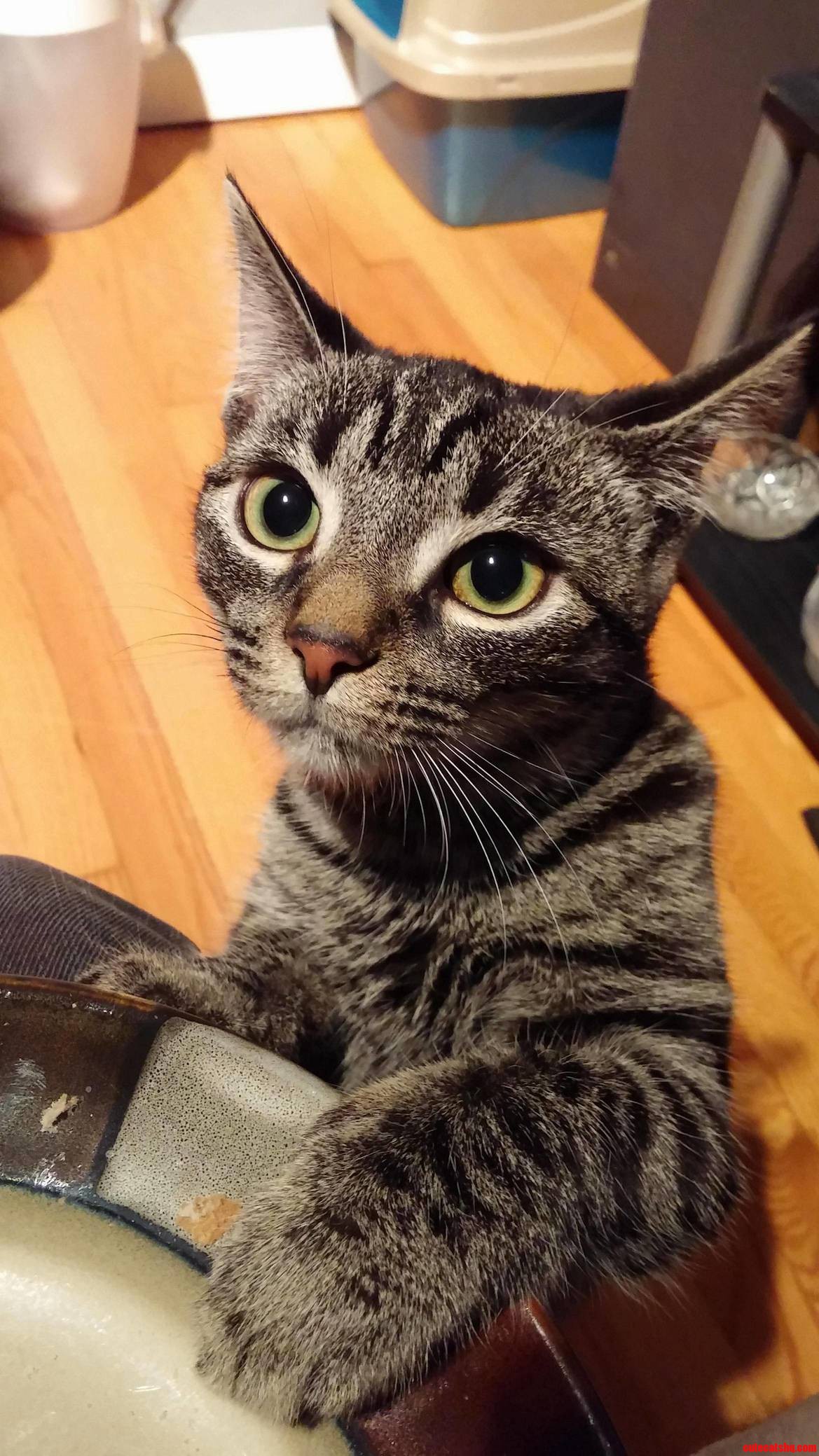 Always Trying to Take Me Food