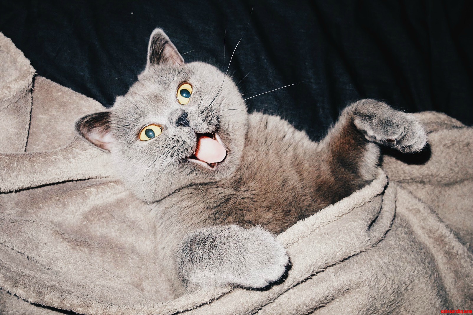 Apollo Seemed to Be in an Exceptionally Good Mood Today.