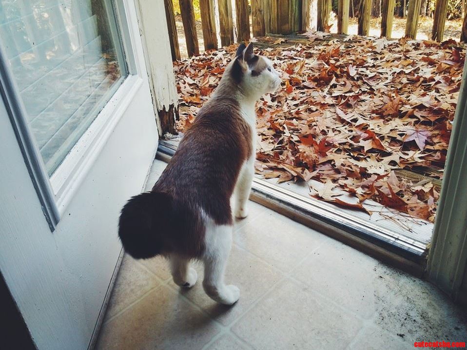 Artemis Checking Out the Great Outdoors from the Safety of the Indoors.