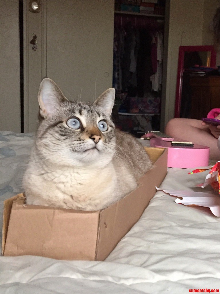 Artichoke Spotted an Opening