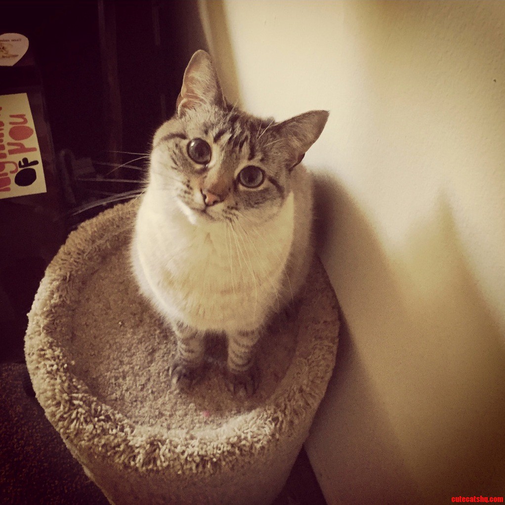 Artichoke When Im Out of Wet Food