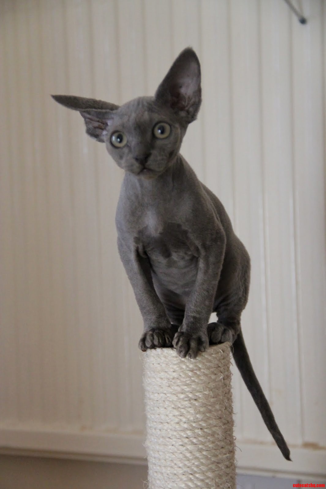 Baby Hairless Cats