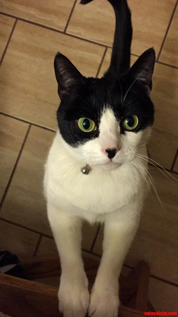 Bella the Cat