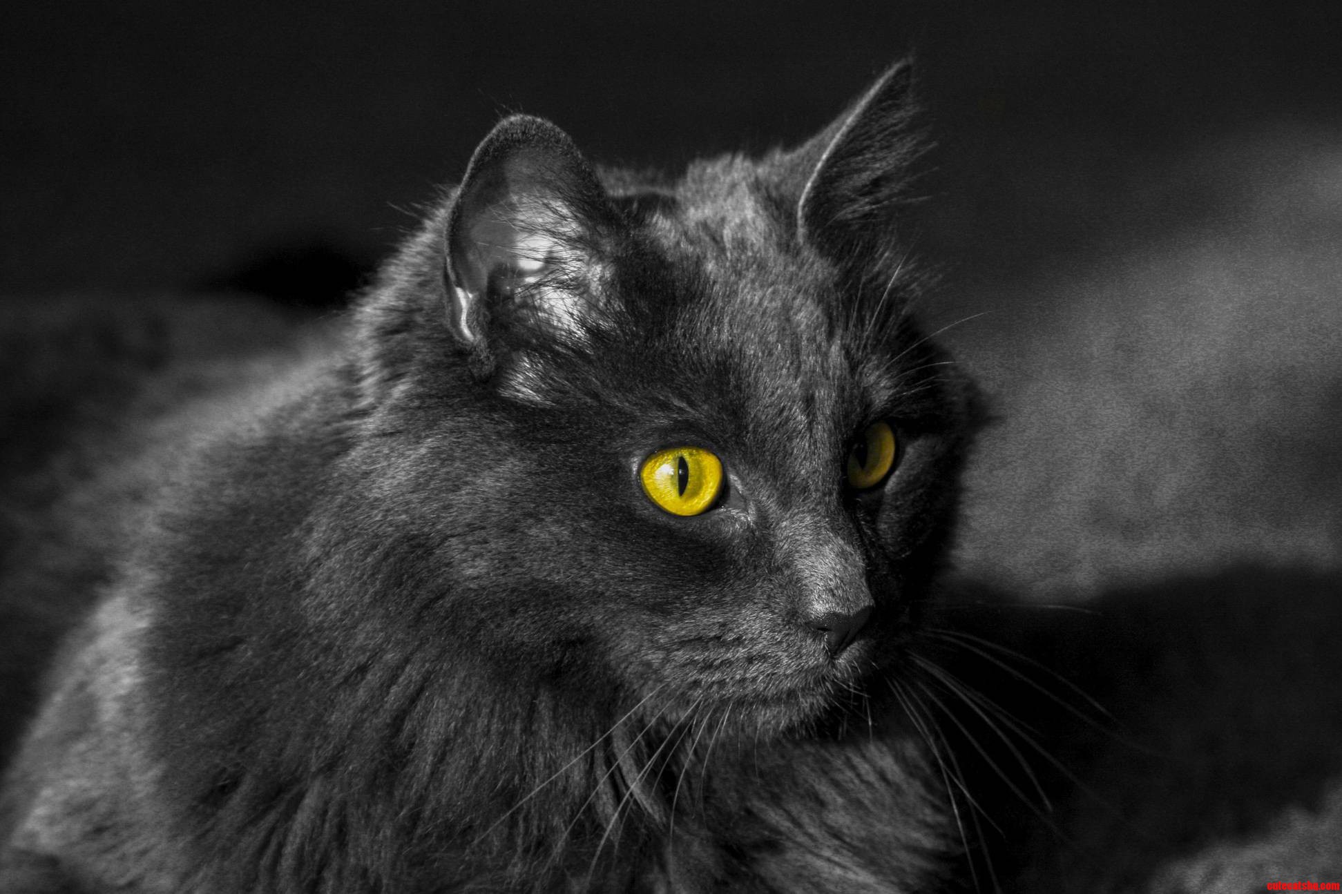 Best Picture of My Cat Yet
