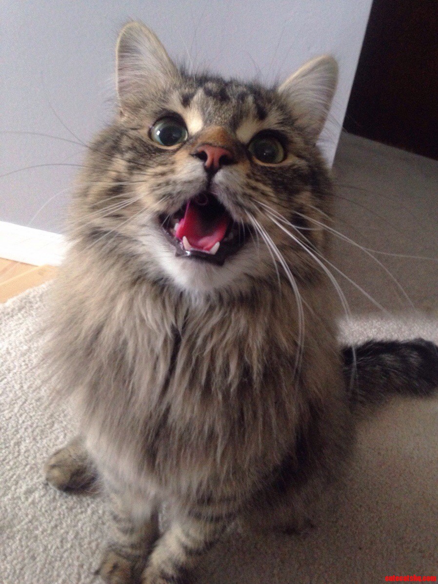 Birdie Is Really Excited About Her New Toy
