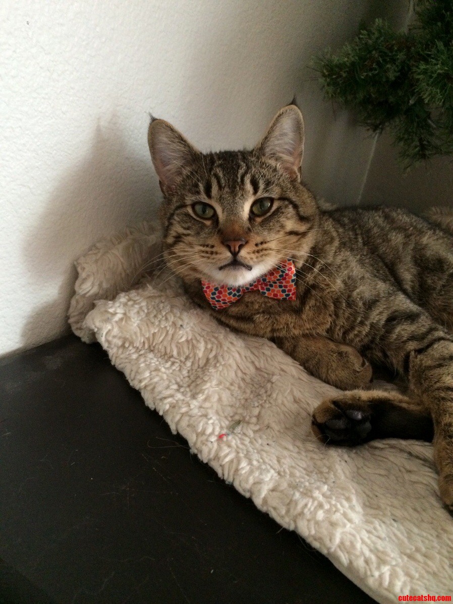 Boris in a Bow Tie