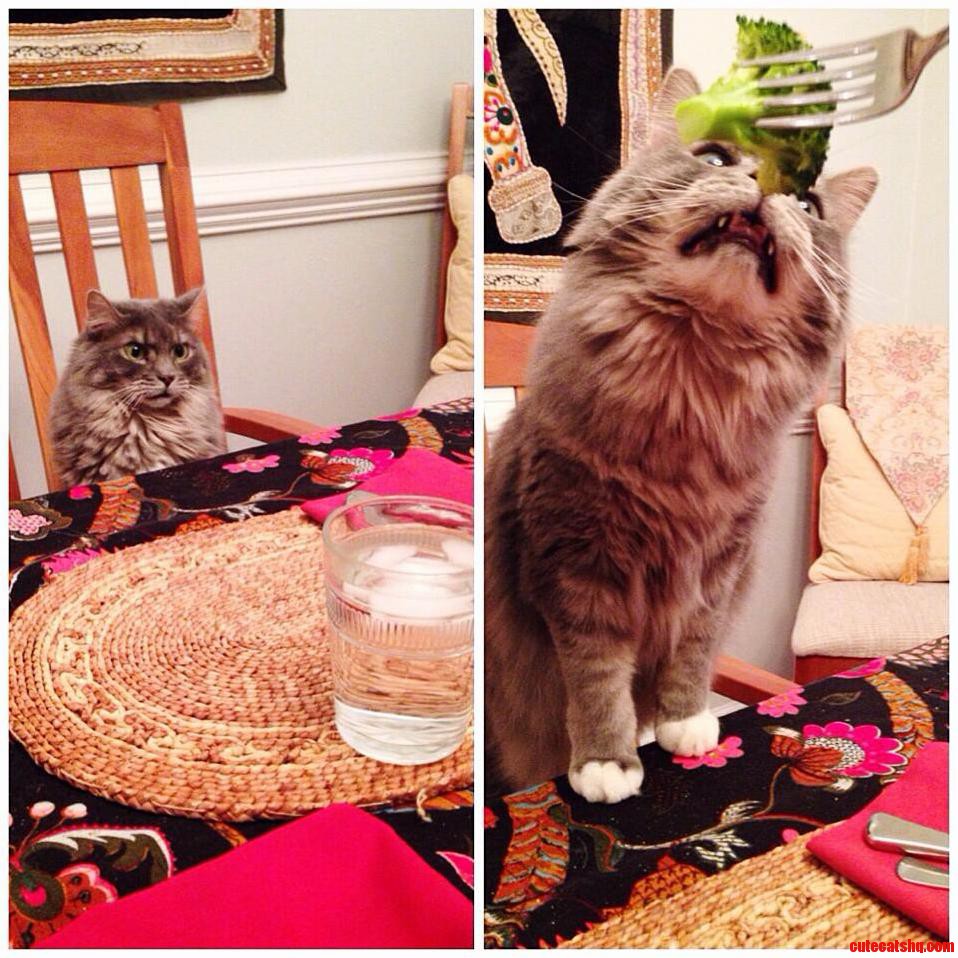 Bowser Has Terrible Table Manners but I Still Like Him.
