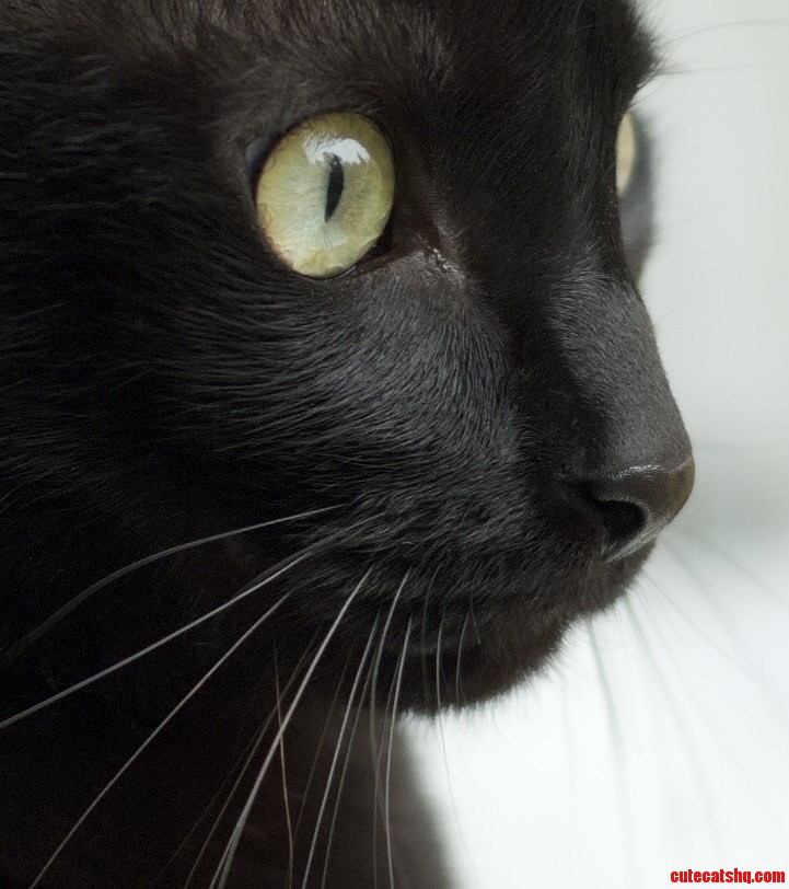 Bran Ran Away on Christmas Eve. We Ve Been Looking for Him Day and Night