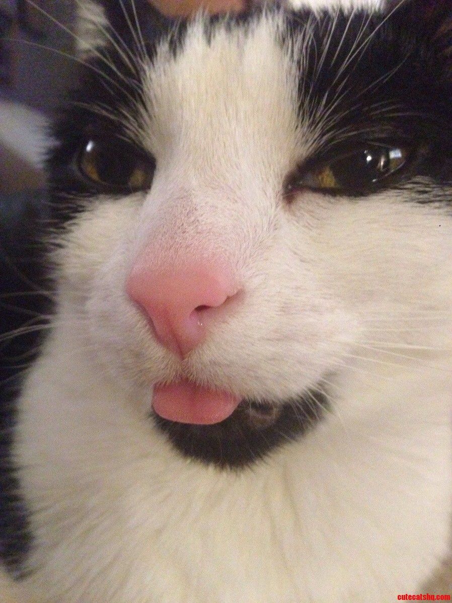 Calypso Blep