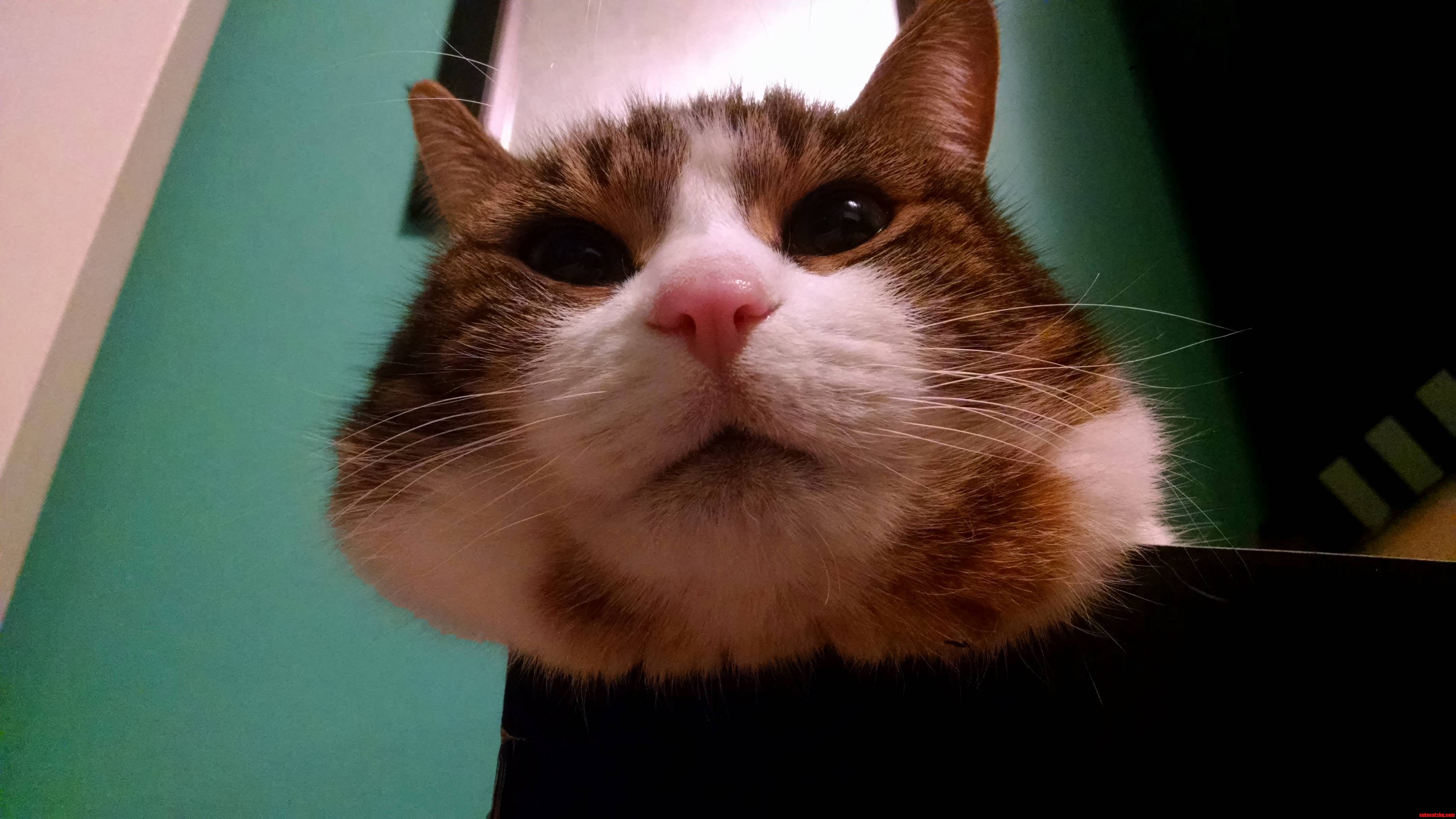 Cat Chin Shots Always Look Better