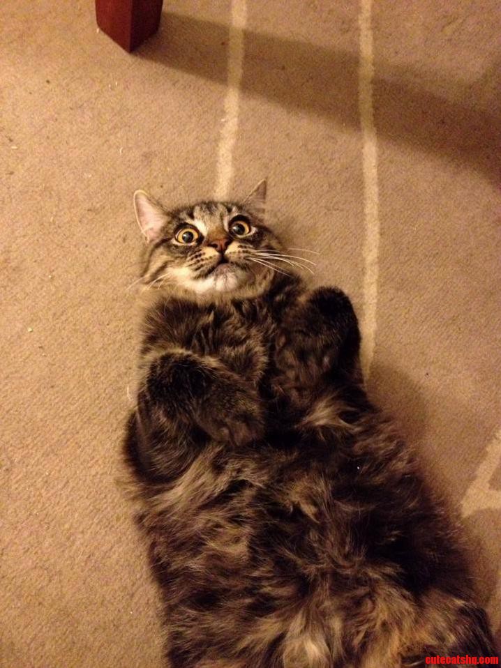 Cat Loaf Fresh Out of the Oven