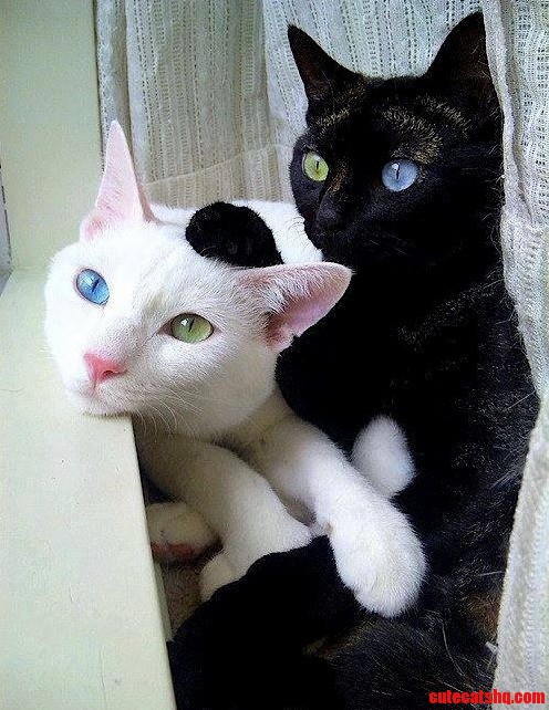 Cat Picture May Be Repost .