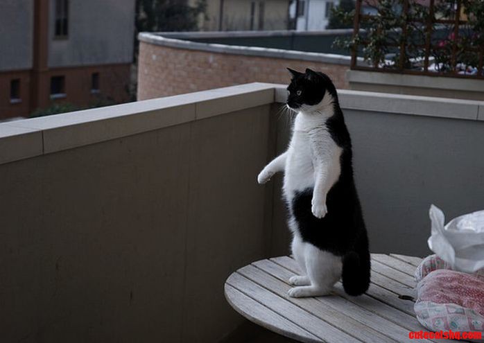 Cat.