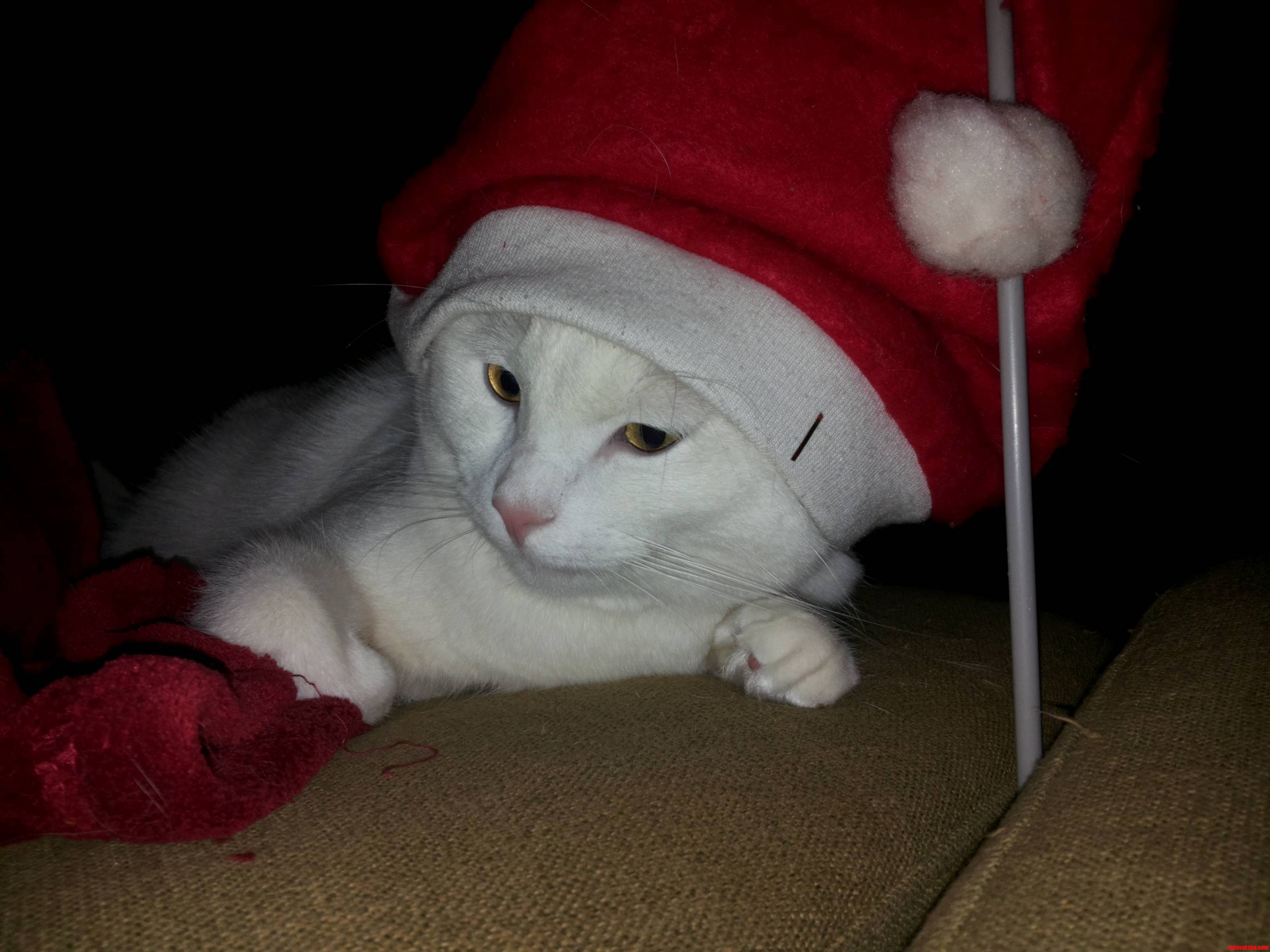 Catmas Spirit