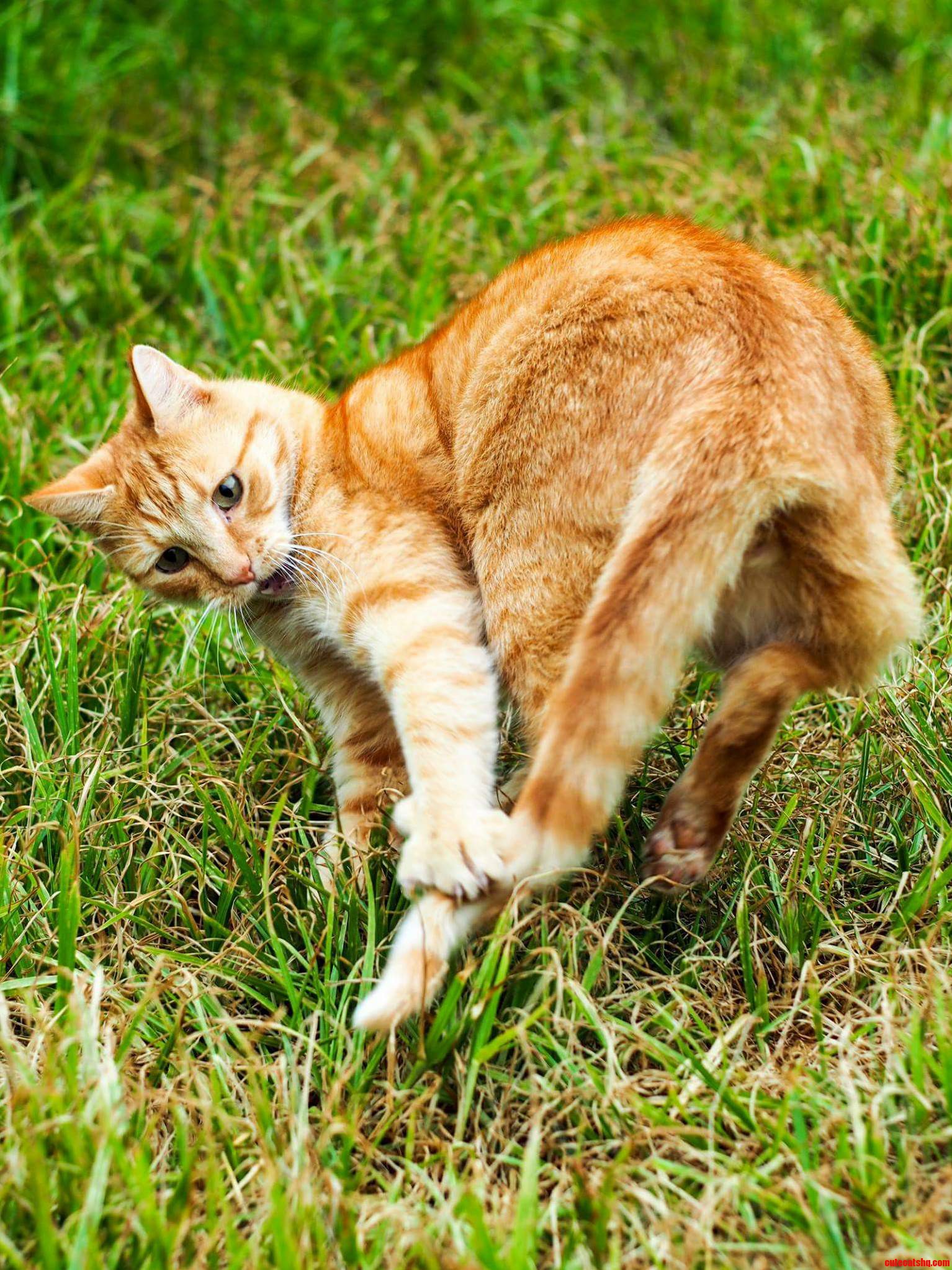 Catmo Finally Caught His Tail
