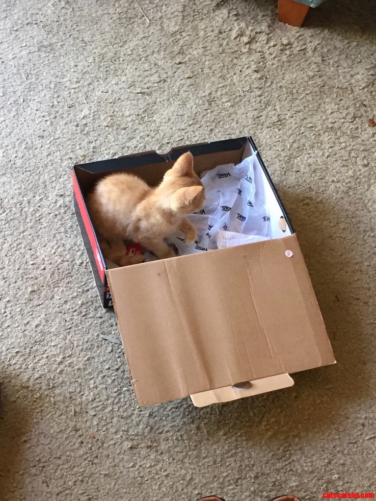 Caught a Kittehmon
