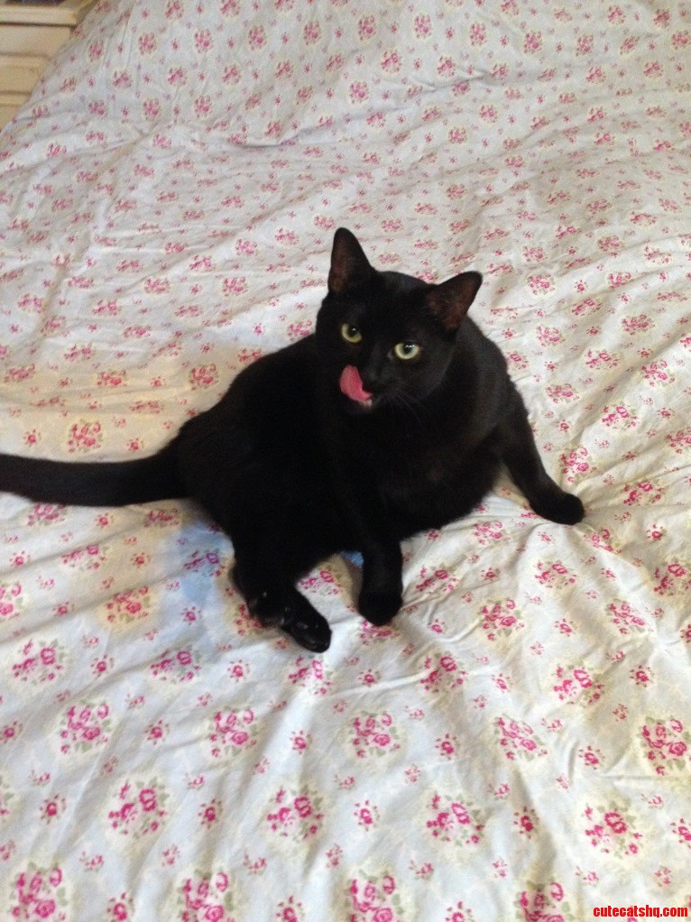 Caught Her Mid Bath..if You Distract Her She Starts Over. Little Kitty Alzheimer S