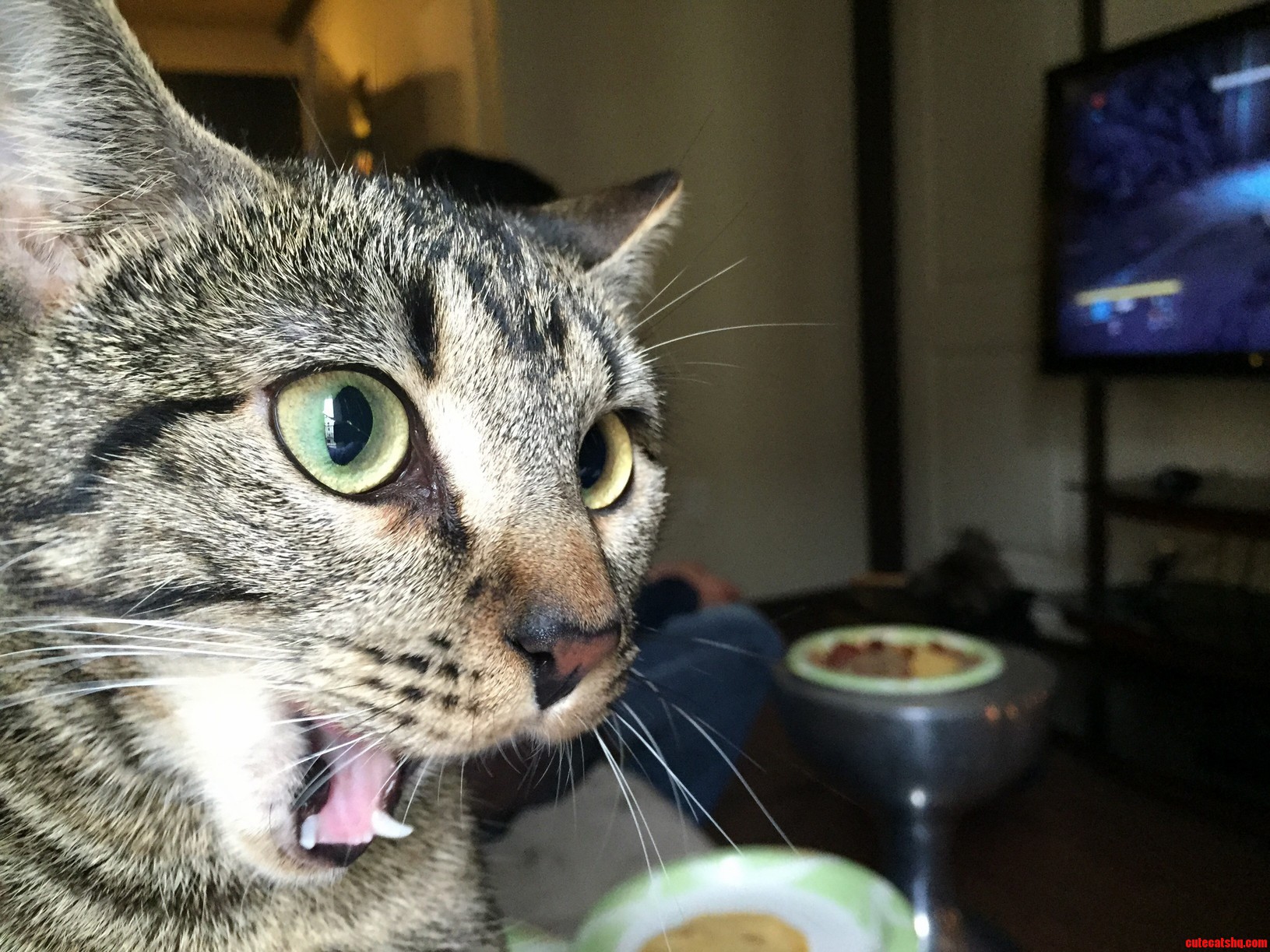 Caught My Cat Mid Yawn