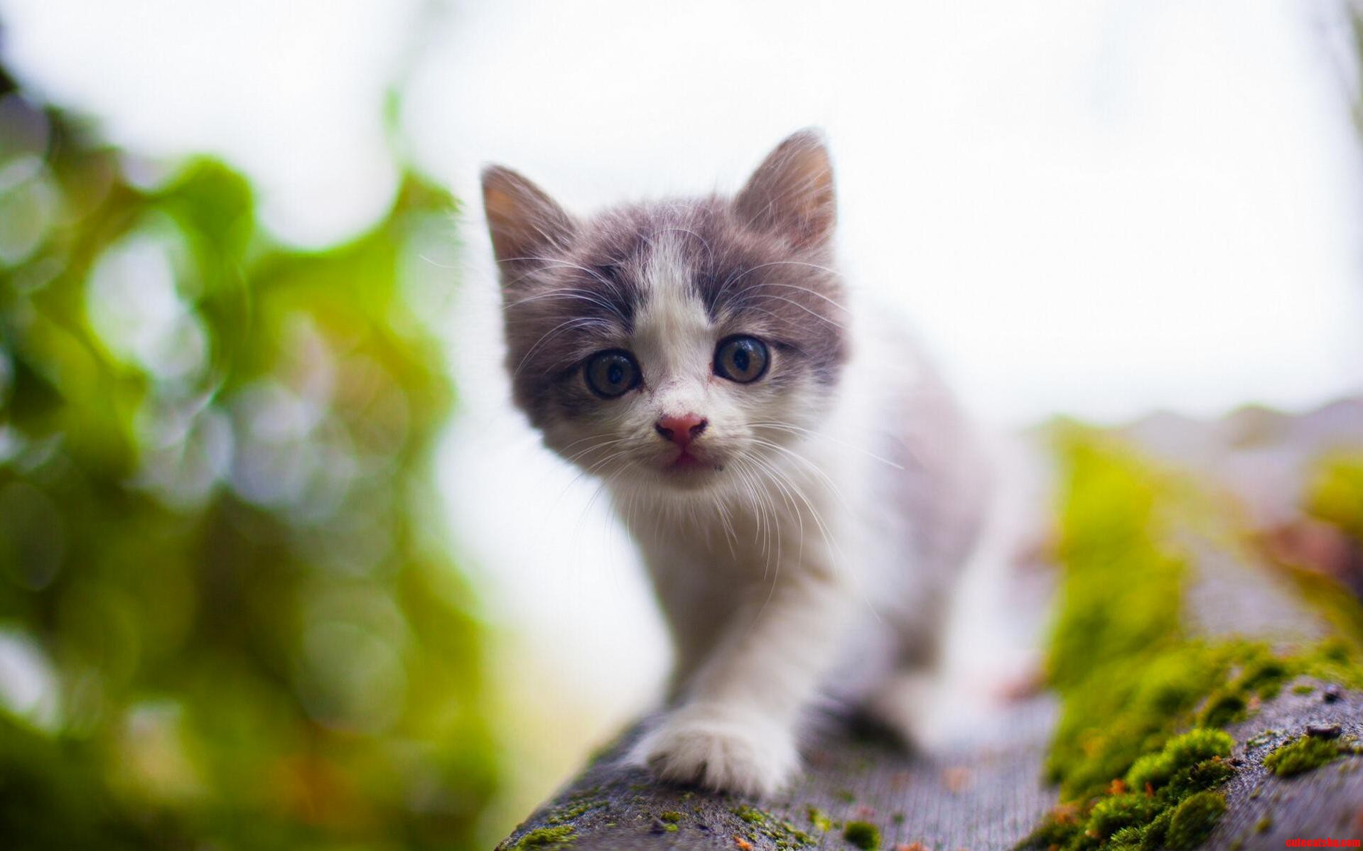 Cautious Yet Curious