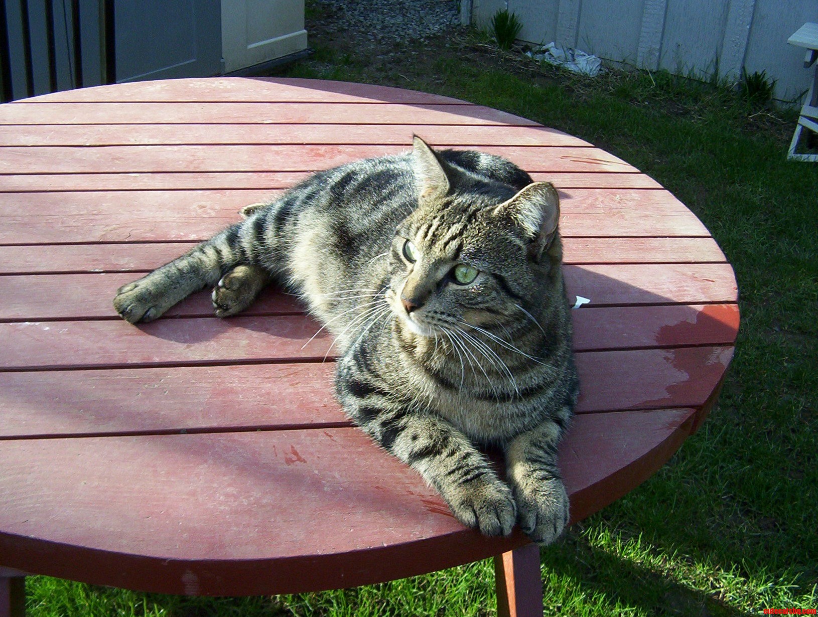 Charlie Being Handsome in the Backyard