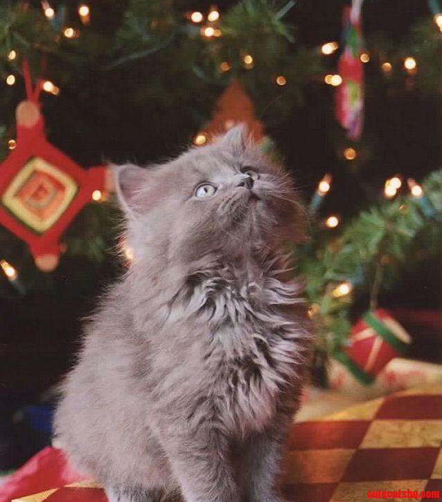 Chiristmass Cat