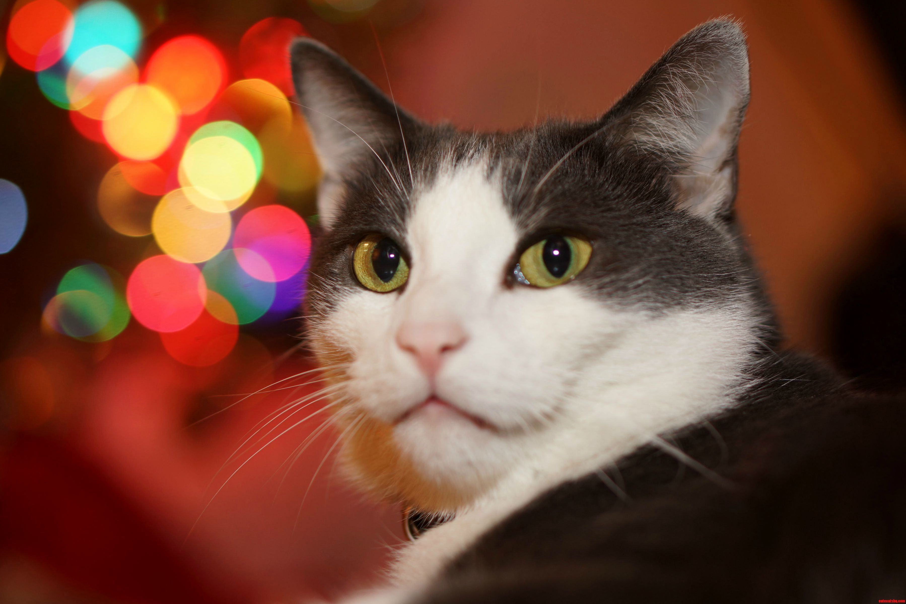 Christmas Eve with Peter