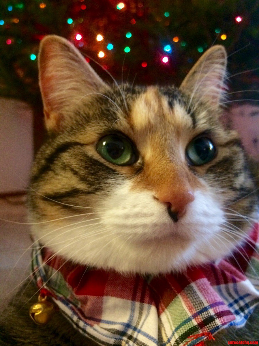 Christmas Portrait