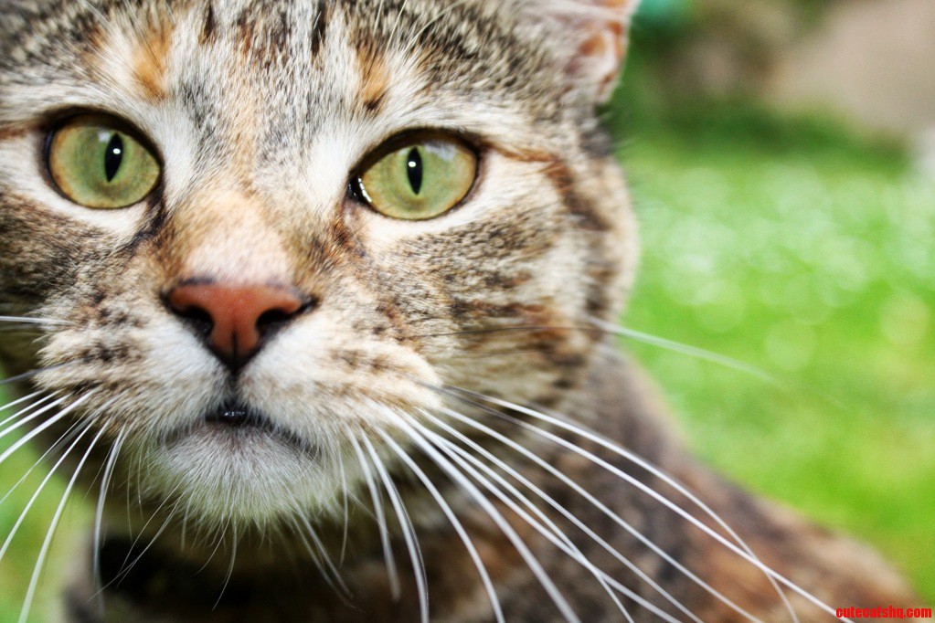 Close Up Cat Face