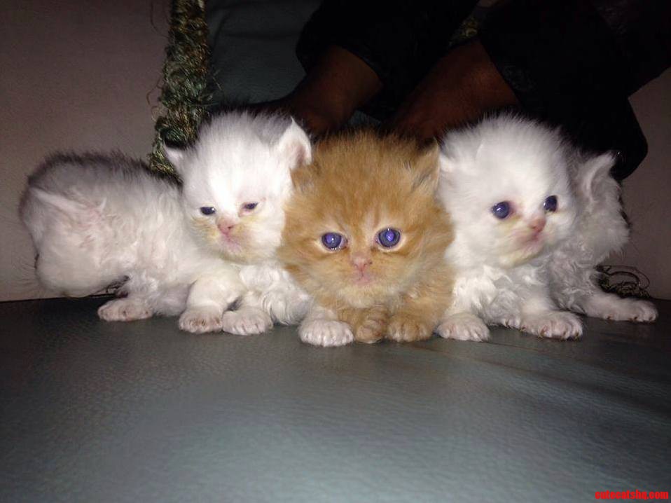 Cutie Pieeeeee 3